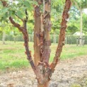 Acer griseum - Foto 3