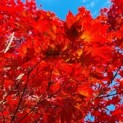 Acer palmatum 'Atropurpureum' - Afbeelding 5