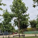 Magnolia sieboldii - 2