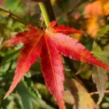 Acer palmatum - 1