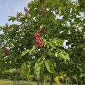 Aesculus x carnea 'Briotii' - 4