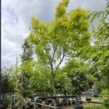 Acer palmatum 'Polymorphum' - Foto 1