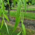 Salix x sepulcralis 'Chrysocoma' - blad