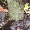 Fagus sylvatica 'Atropunicea' - 3