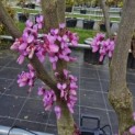 Cercis siliquastrum - 2