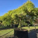 Acer palmatum 'Dissectum' - 3