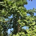 Ginkgo biloba - Foto 2