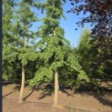 Ginkgo biloba - Foto 1