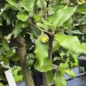 Quercus ilex - 4