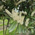 Prunus laurocerasus 'Caucasica' - Foto 4