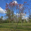 Magnolia 'Susan' - 4