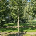 Prunus avium 'Regina' - 3