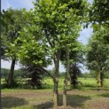 Platanus x Hispanica - juni 2026