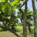 Platanus x Hispanica - 3