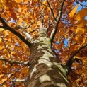 Fagus sylvatica 'Atropunicea' - 4
