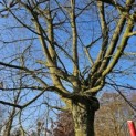 Carpinus Betulus - 5