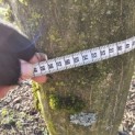 Carpinus Betulus - 7