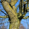 Carpinus Betulus - 6