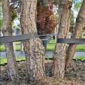 Pinus sylvestris - 6