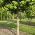 Acer Triflorum - 3