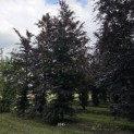 Fagus sylvatica 'Atropunicea' - 2022