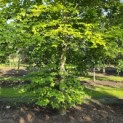 Fagus sylvatica - juni 2026