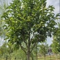 Magnolia 'Wada's Memory' - Foto 4