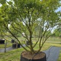 Magnolia 'Susan' - 4