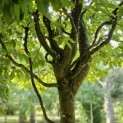 Carpinus betulus 'Frans Fontaine'   (Fastigiata) - 3