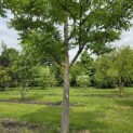 Phellodendron amurense - 7