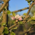 Malus domestica 'Rode Boskoop' - 1