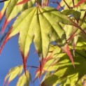 Acer palmatum 'Tsumabeni' - 6