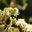 Heptacodium miconioides - Foto 1