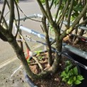 Syringa vulgaris 'Michel Buchner' - Foto 4