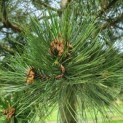 Pinus nigra 'Nigra' - Foto 4
