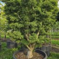 Acer palmatum 'Shishigashira' - 1