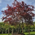 Acer palmatum 'Atropurpureum' - Foto 1