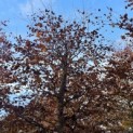 Fagus sylvatica 'Atropunicea' - 3