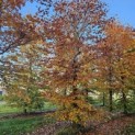 Fagus sylvatica 'Atropunicea' - 4