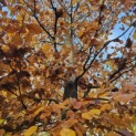 Fagus sylvatica 'Atropunicea' - 5