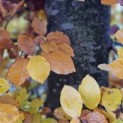 Fagus sylvatica 'Atropunicea' - 2