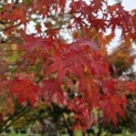 Acer palmatum - 1
