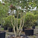 Parrotia persica - Foto 2