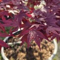 Acer palmatum 'Bloodgood' - 2