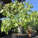 Ficus carica 'Brown Turkey' - 5