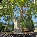 Ficus carica 'Brown Turkey' - 4