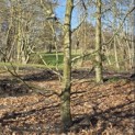 Carpinus betulus - 2