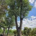 Quercus Suber - 8