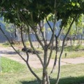 Parrotia persica - 1