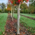 Acer rubrum 'Scanlon' - Afbeelding 7